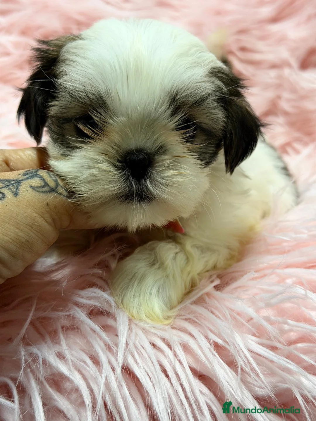Shih Tzu perros en venta: SHIH TZU HEMBRA DISPONIBLE - Anuncio 2