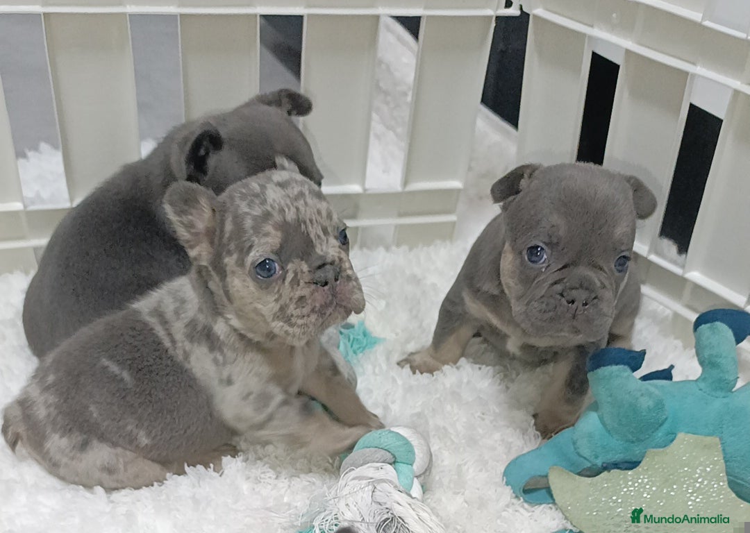 Bulldog Francés perros en venta: Bulldog francés  - Anuncio 4