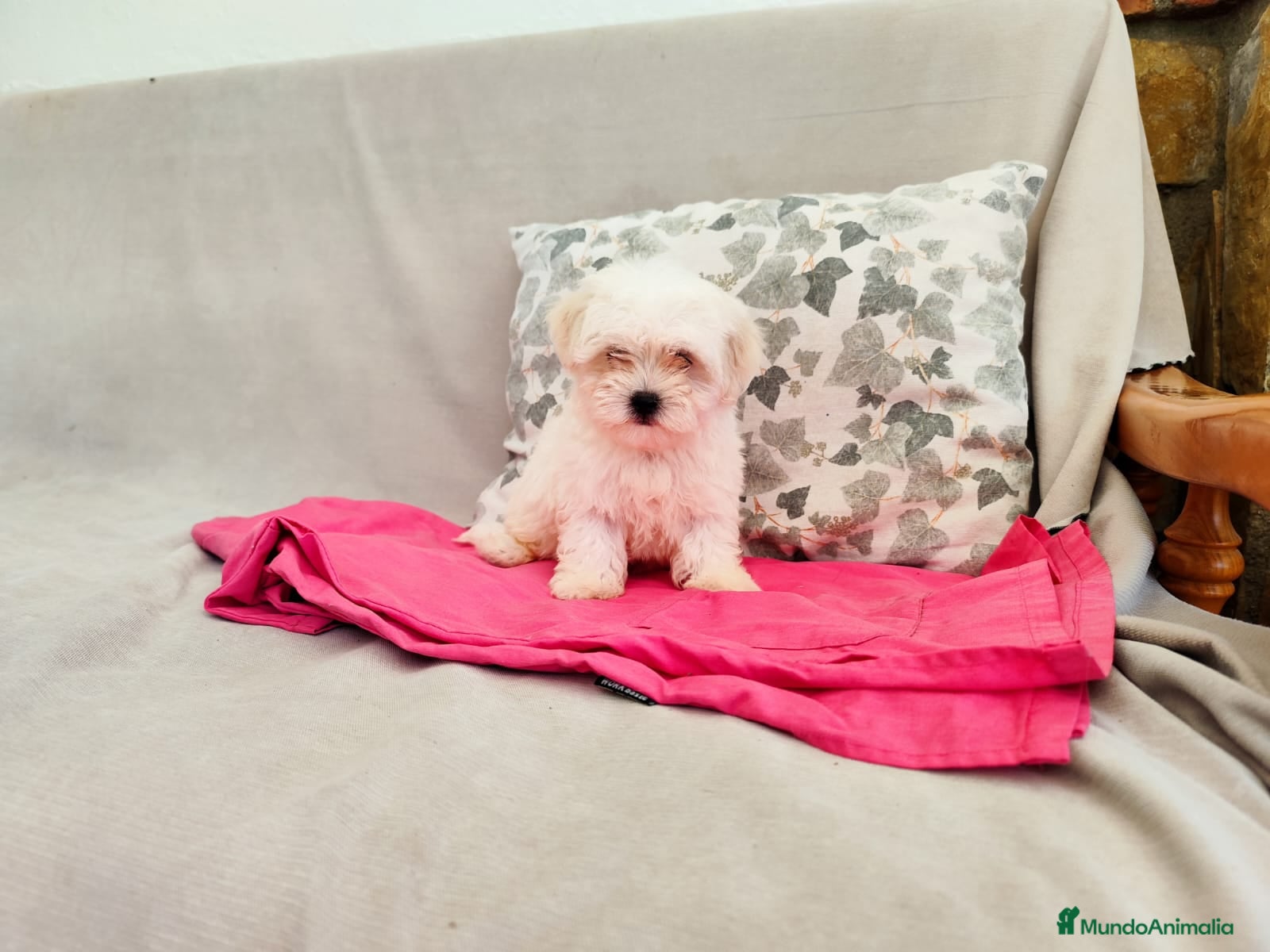 Bichón Maltés perros en venta: Machito de bichón maltés  - Anuncio 3