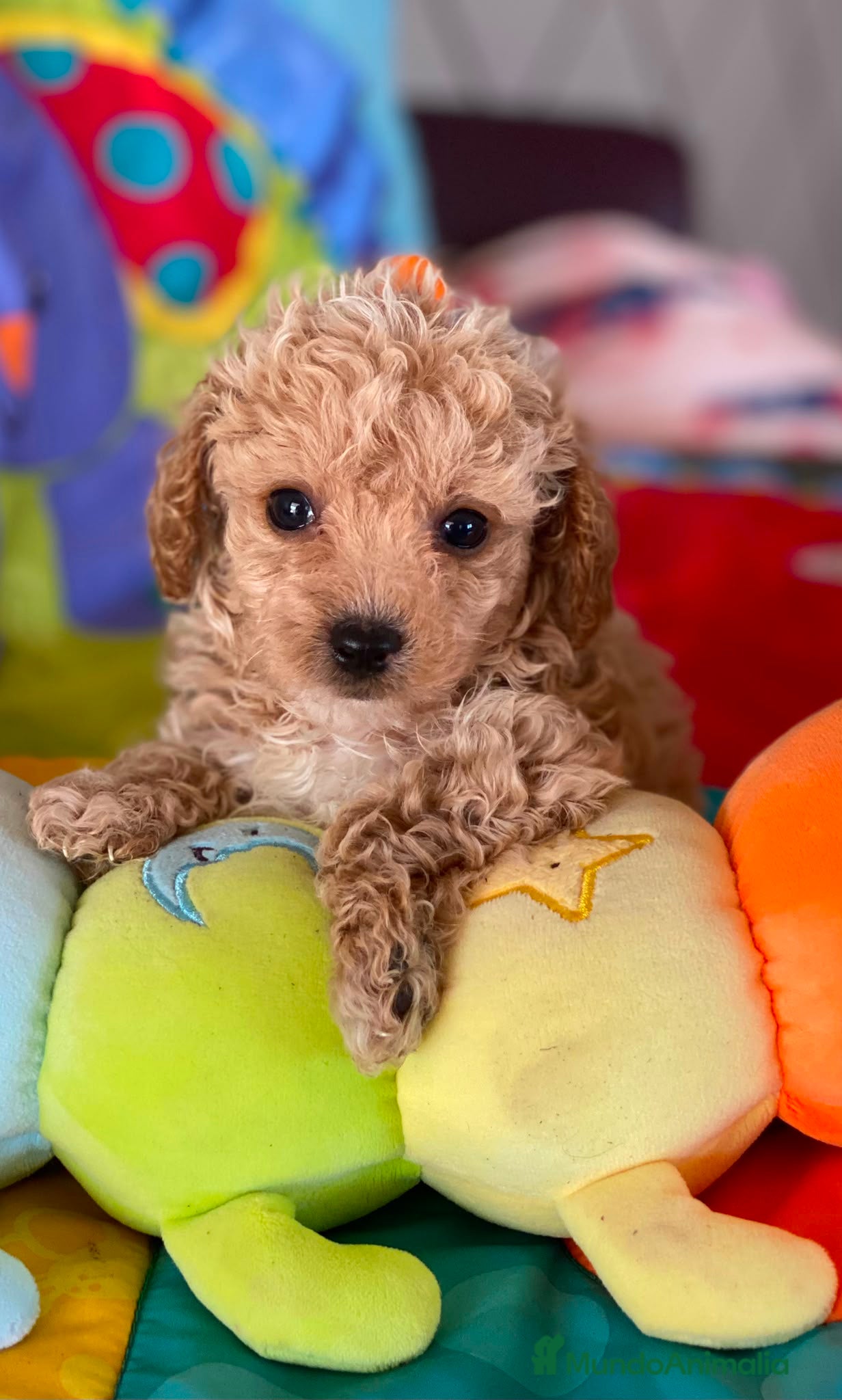 Caniche Toy perros Oportunidad caniche toy apricot - Anuncio 1