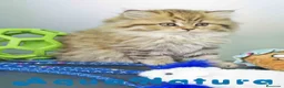 Británico de Pelo Largo gatos en venta: Scottish Straight Longhair Hembra 1852 AQUANATURA - Anuncio 9