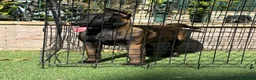 Pastor Belga Malinois perros en venta: Cachorra pastor belga Malinois  - Anuncio 6