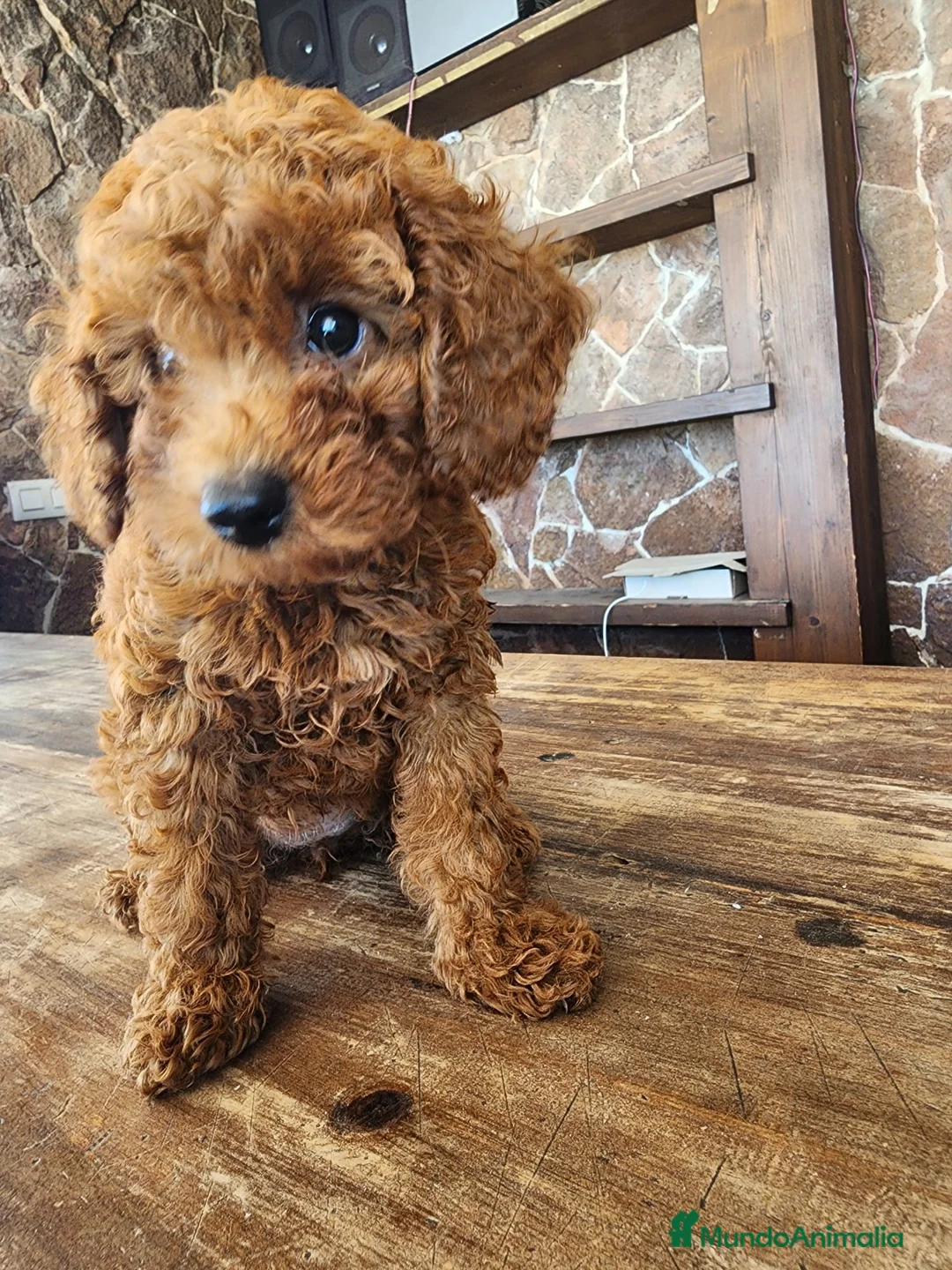 Caniche Toy perros en venta: Caniche toy precio real  - Anuncio 2