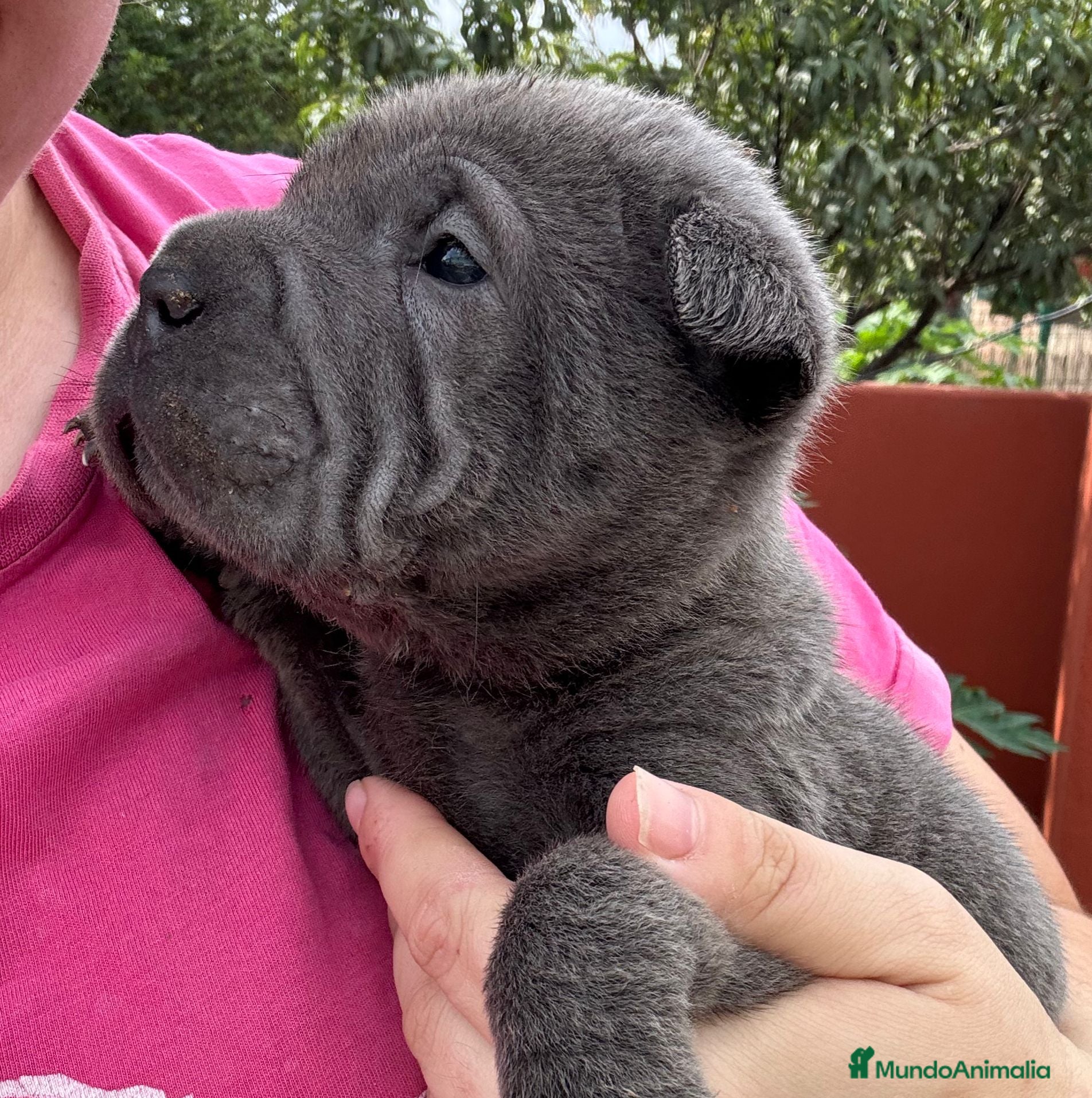 Shar Pei perros LOS SHARPEI MAS BONITOS en Málaga - Anuncio 4