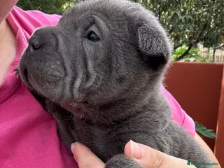 Shar Pei perros LOS SHARPEI MAS BONITOS en Málaga - Anuncio 28