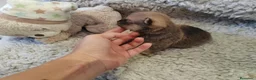 Pomerania perros en venta: Pomeranias - Anuncio 6