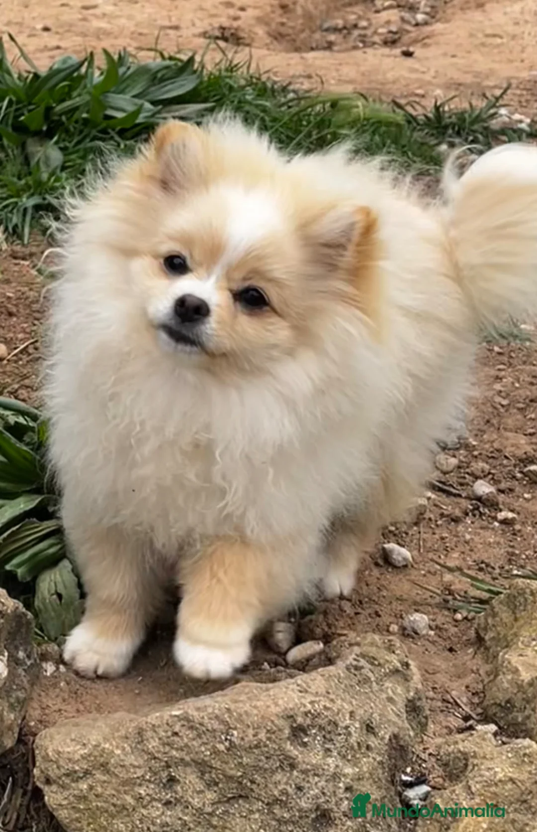 Pomerania perros en venta: Pomerania mini - Anuncio 1