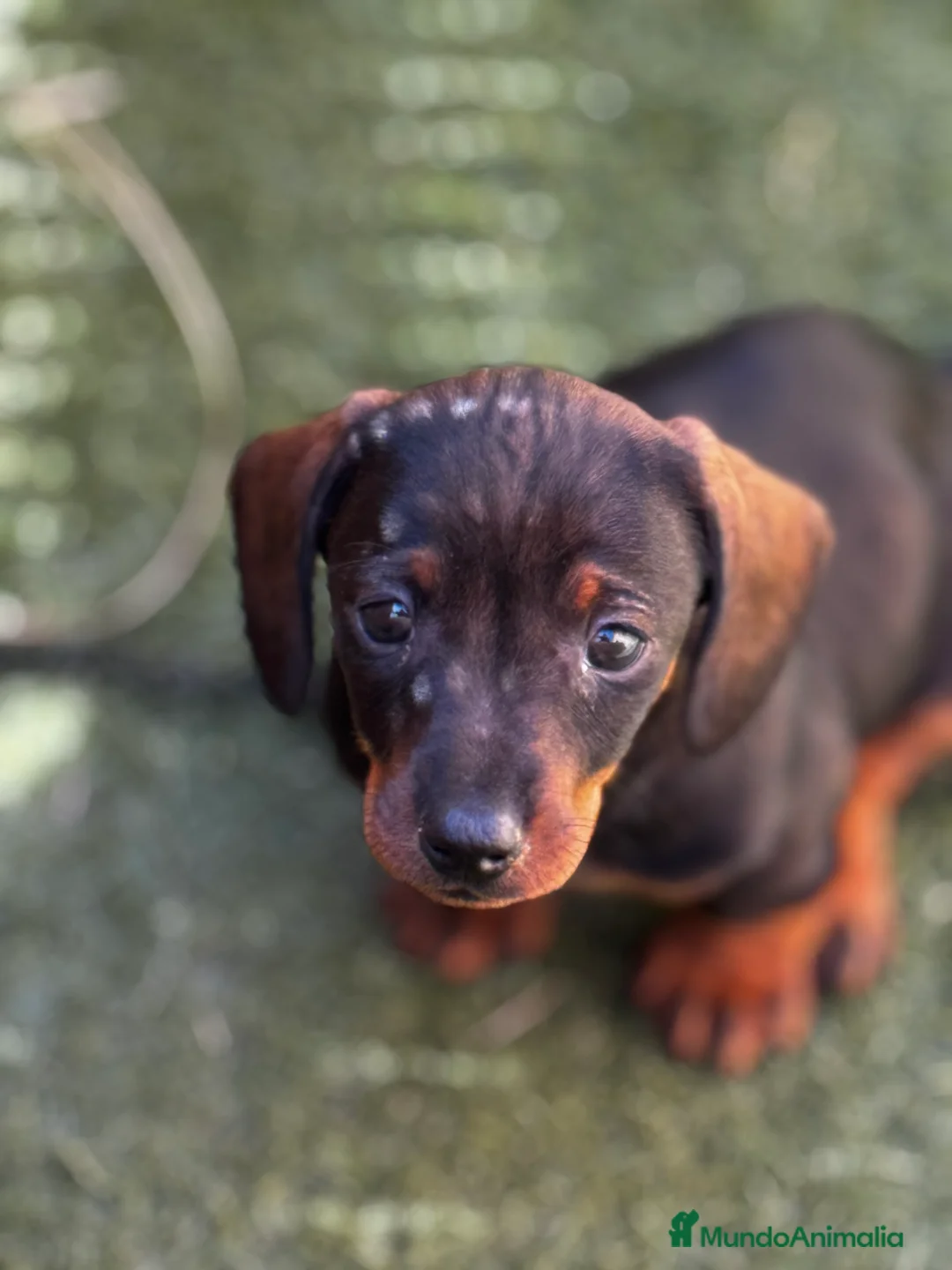 Teckel Miniatura perros en venta: Teckel mni en Illes Balears - Anuncio 15