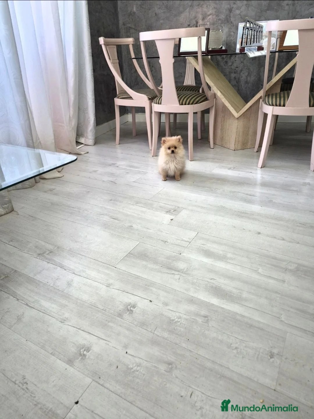 Pomerania perros en venta: Precio real. Pomerania. Máxima calidad  - Anuncio 2