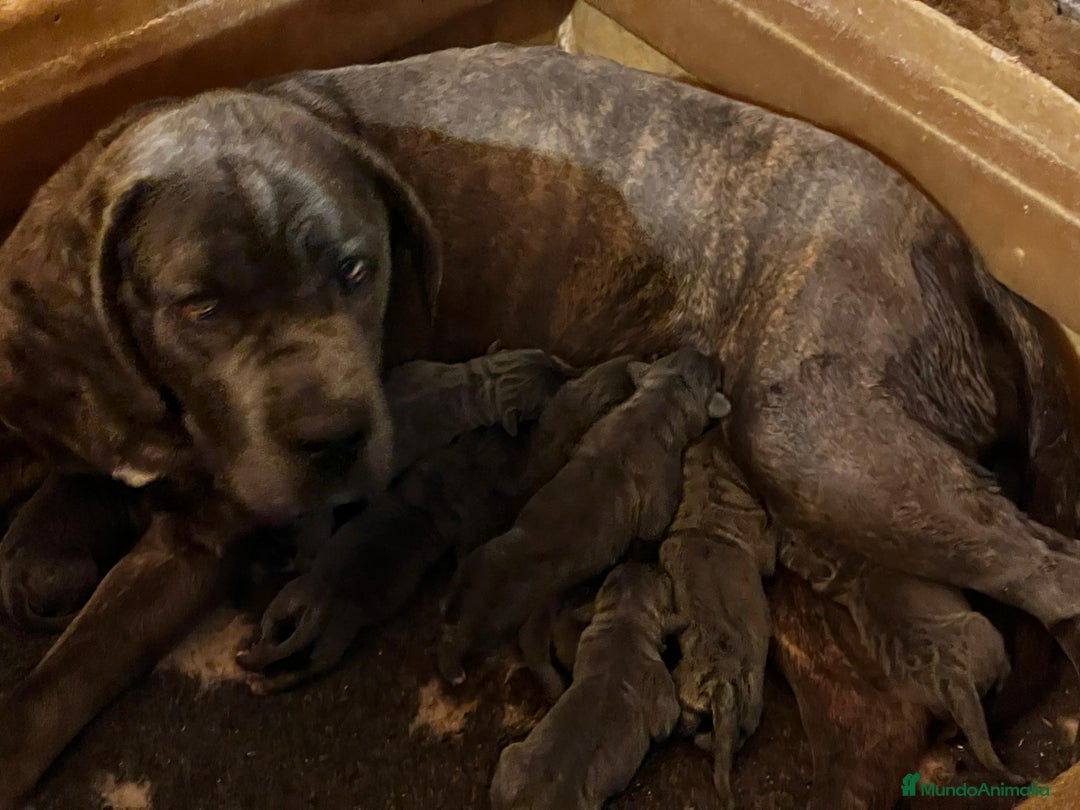 Cane Corso perros en venta: CANE CORSO - Imagen 5
