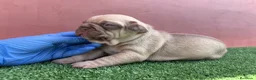 Bulldog Francés perros en venta: Bulldog francés exóticos - Anuncio 4