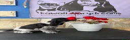Cocker Spaniel Inglés perros en venta: Preciosa cachorrita cocker spaniel inglés  - Anuncio 5