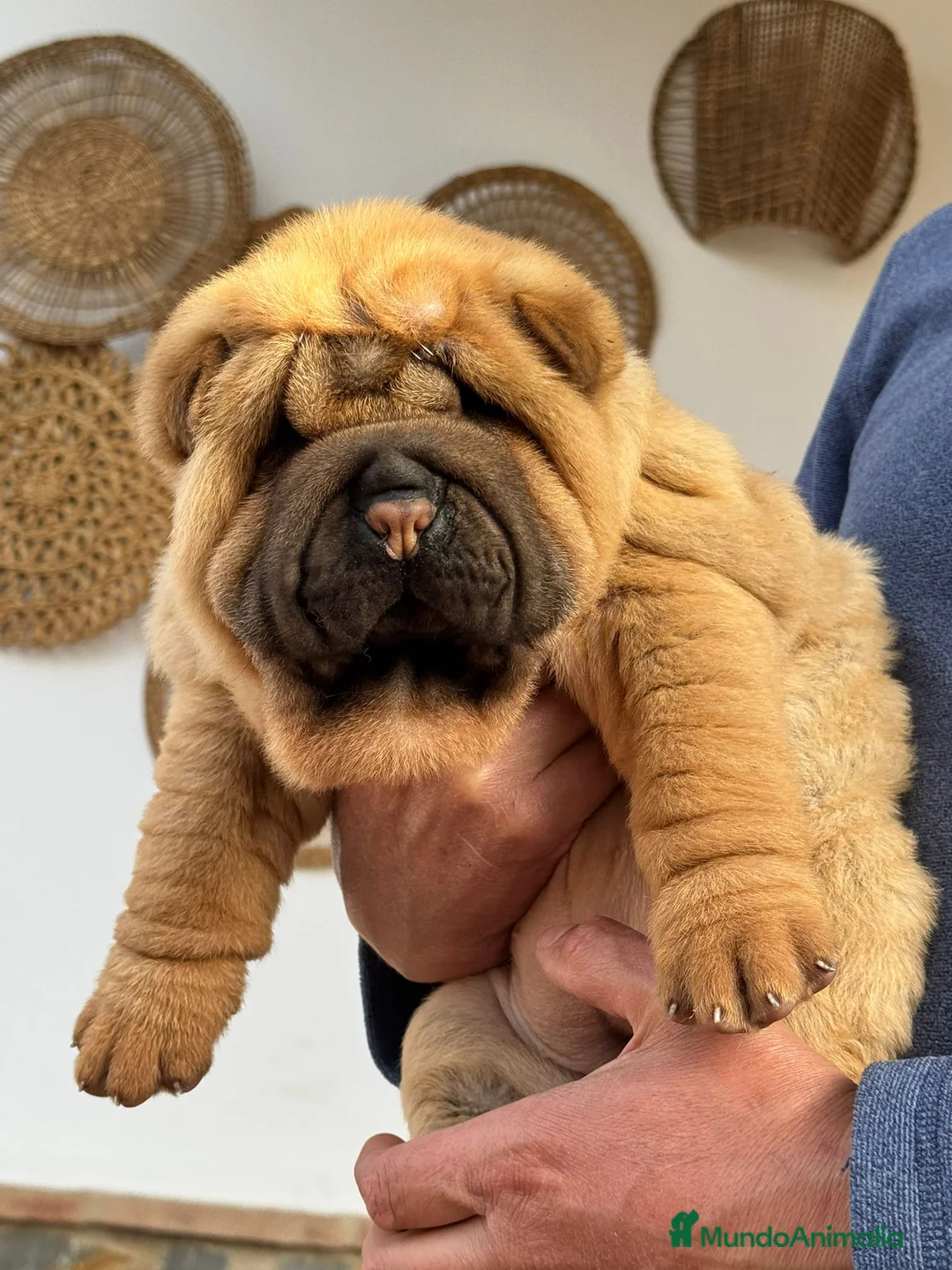Shar Pei perros en venta: EXCELENTES BEBE SHAR PEI - Anuncio 1