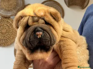 Shar Pei perros en venta: EXCELENTES BEBE SHAR PEI - Anuncio 4