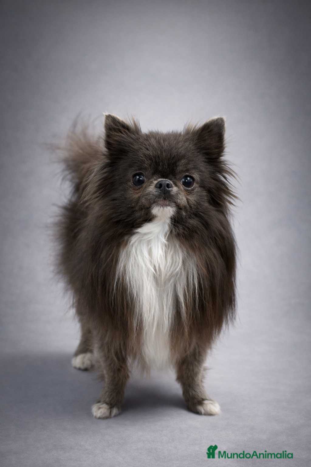 Chihuahua perros Monta de chihuahua  - Anuncio 1