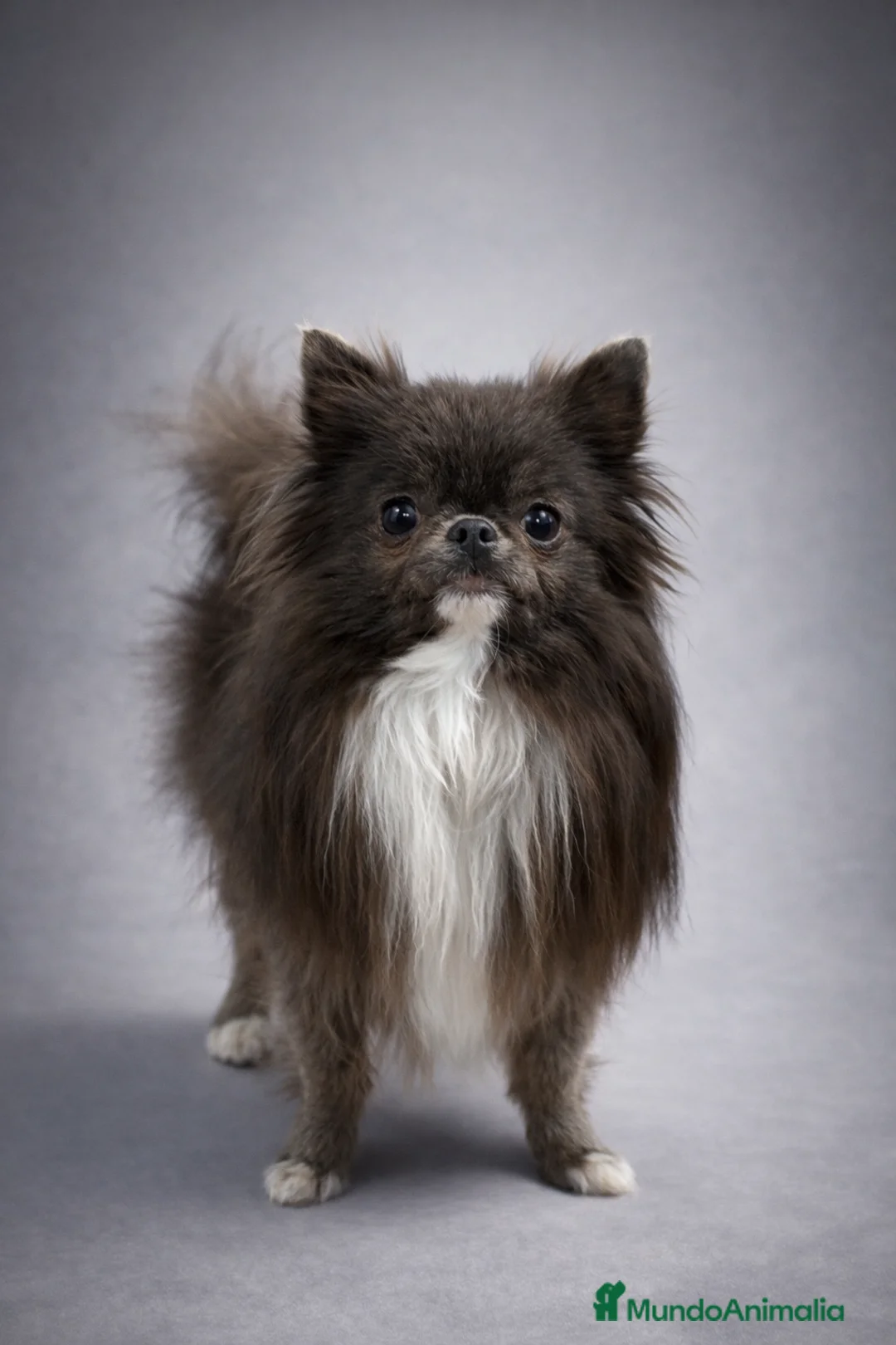 Chihuahua perros para monta: Monta de chihuahua  - Anuncio 1