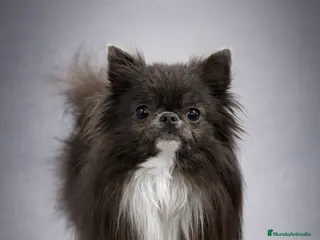 Chihuahua perros Monta de chihuahua - Anuncio 1