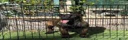 Pastor Belga Malinois perros en venta: Cachorra pastor belga Malinois  - Anuncio 9