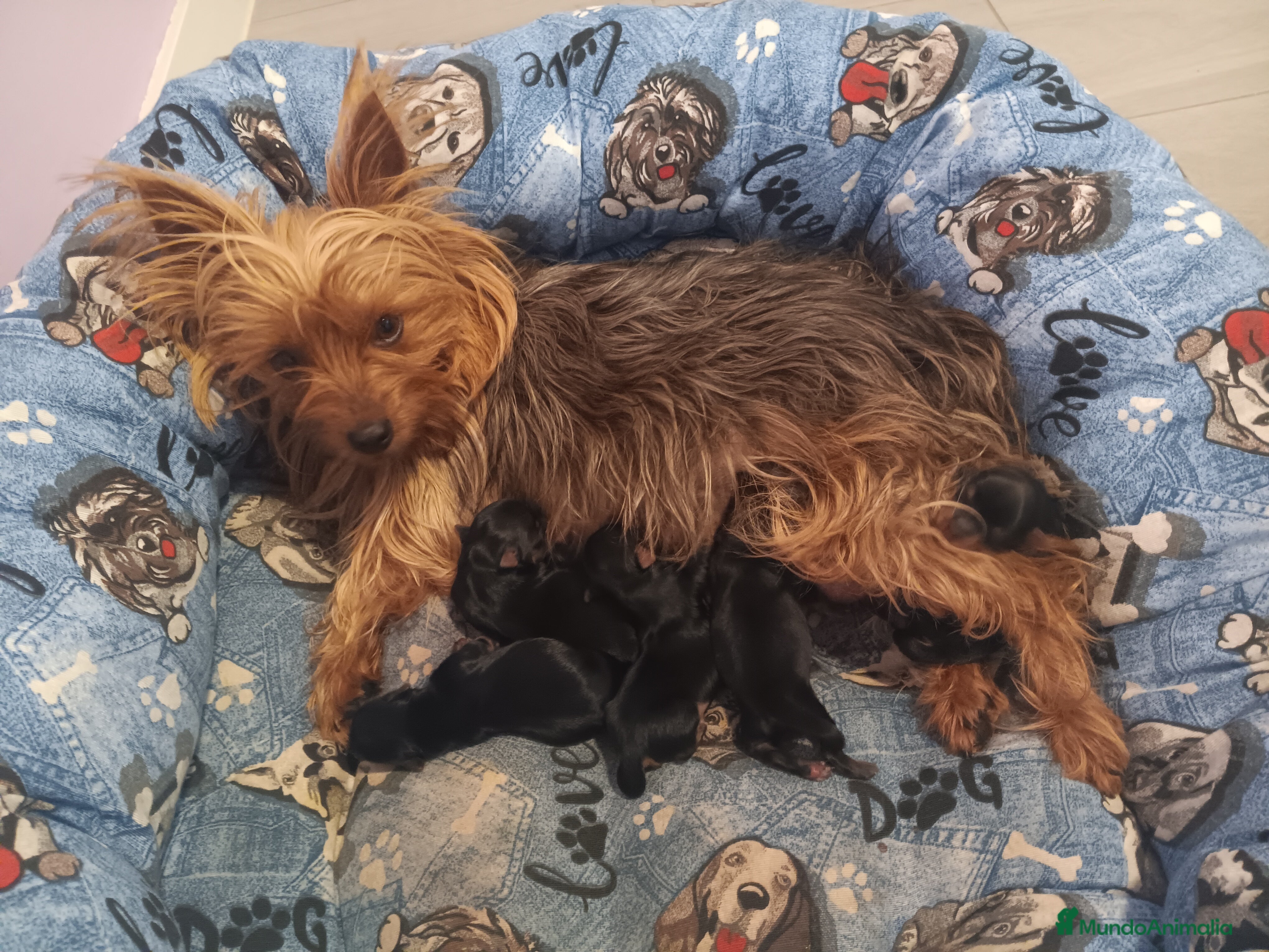 Yorkshire Terrier perros Yorkshire Terrier - Anuncio 3