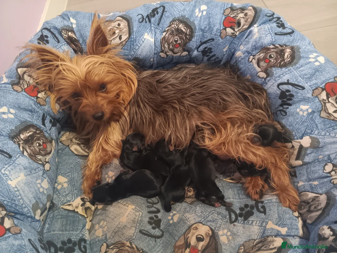 Yorkshire Terrier perros en venta: Yorkside  - Anuncio 8