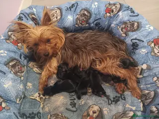 Yorkshire Terrier perros Yorkshire Terrier - Anuncio 3