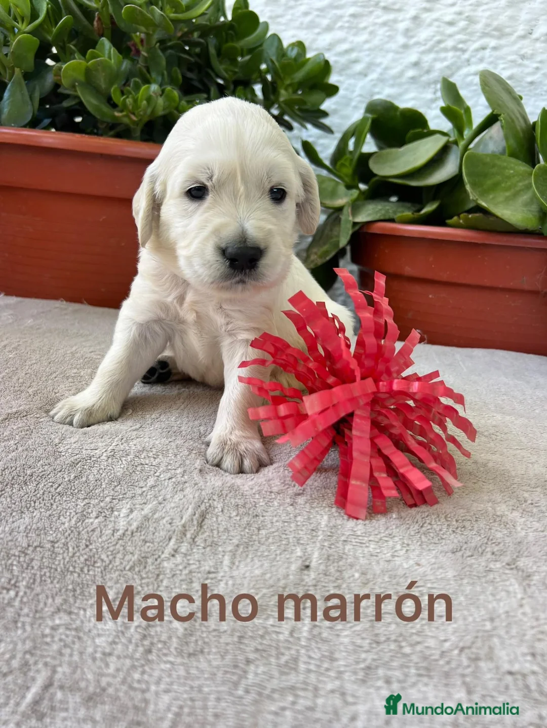 Golden Retriever perros en venta: Golden Retriever - Anuncio 2