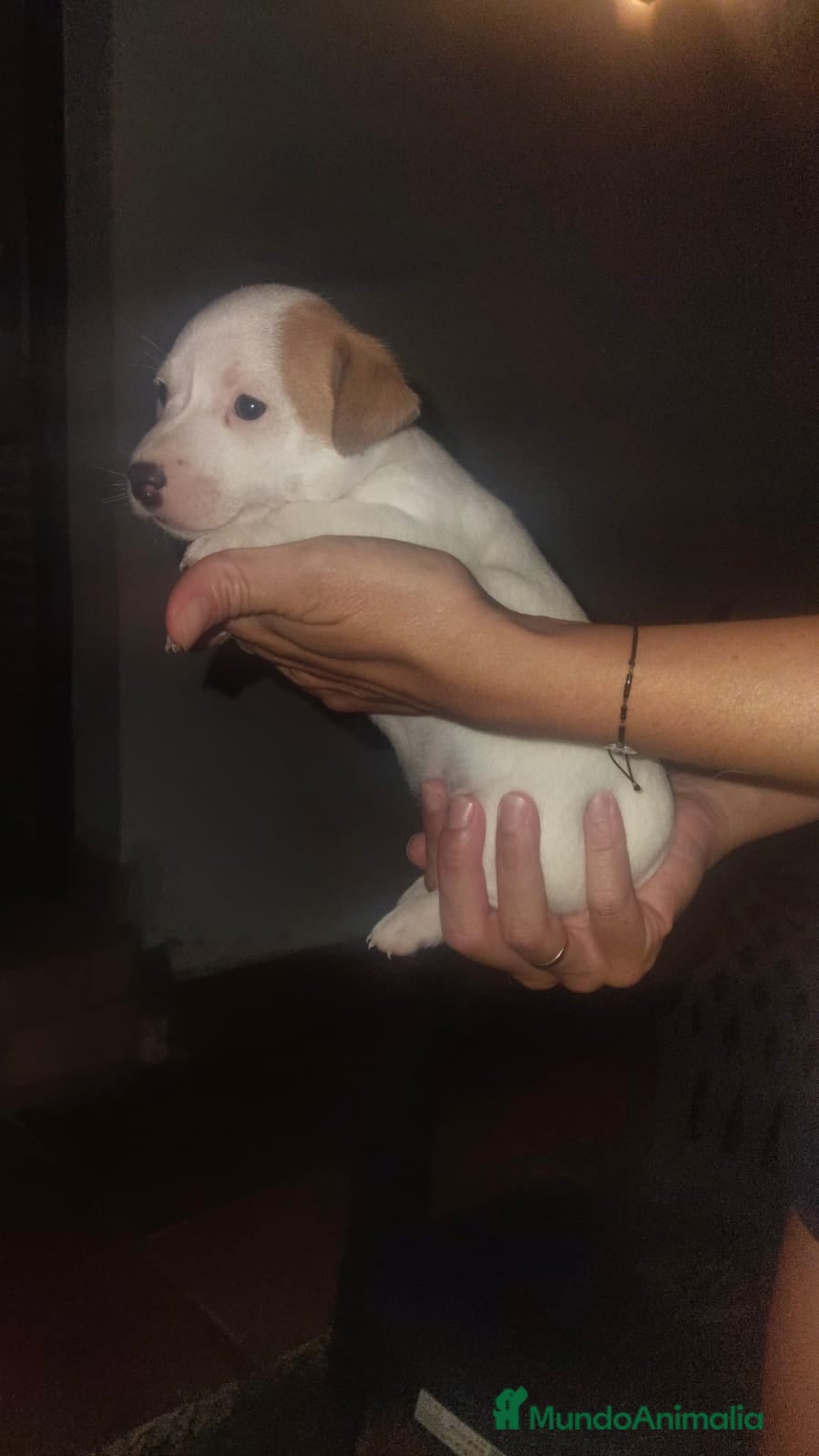 Jack Russell Terrier perros Jack Russell  - Anuncio 1
