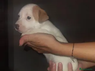 Jack Russell Terrier perros Jack Russell - Anuncio 1