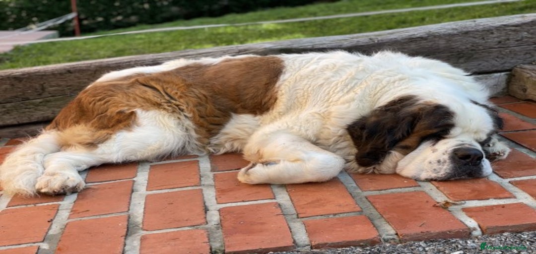 Imagen de galería {{count}}