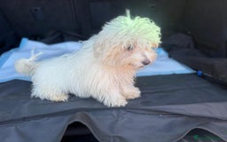 Bichón Maltés perros en venta: Bichon maltés hembra  - Imagen 1
