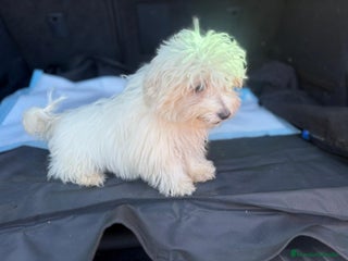 Bichón Maltés perros - Anuncio 2