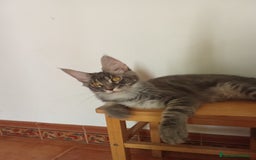 Maine Coon gatos en venta: Maine Coon macho grande  - Imagen 2