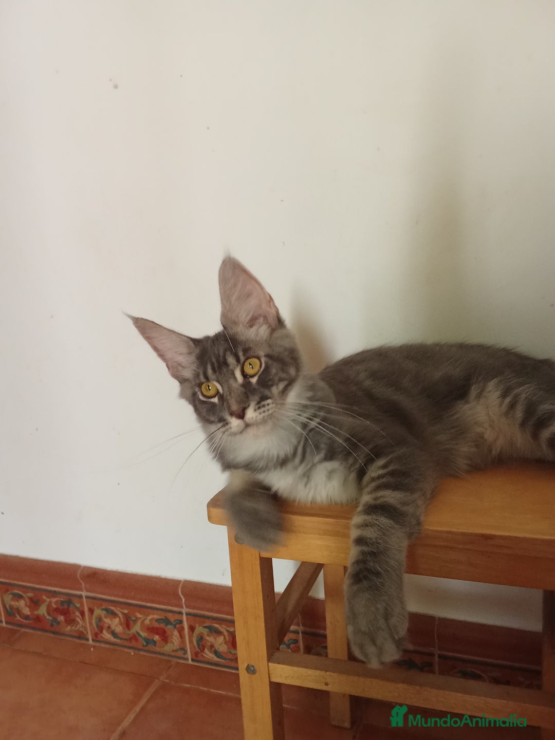Maine Coon gatos en venta: Maine Coon macho grande  - Imagen 2