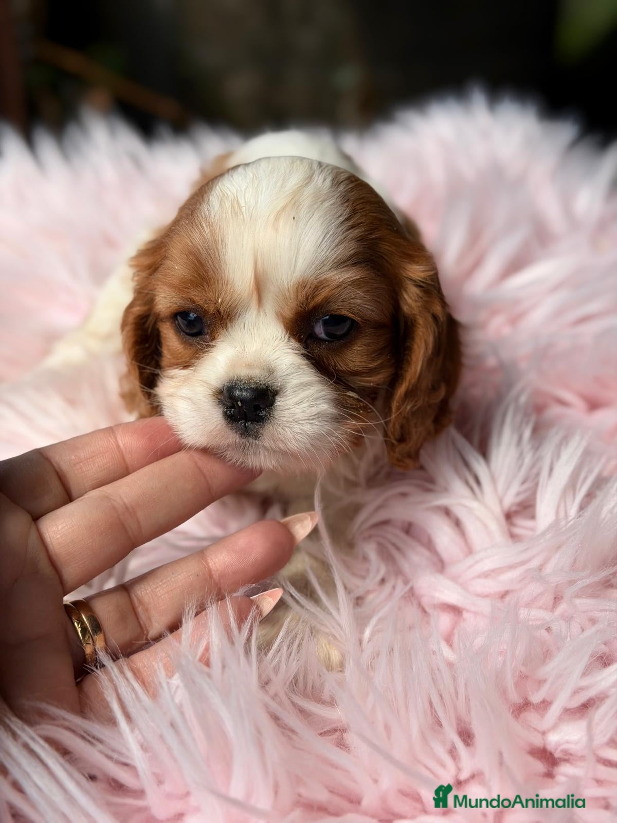 Cavalier King Charles Spaniel perros CAVALIER HEMBRA BLENHEIN DISPONIBLE - Anuncio 5