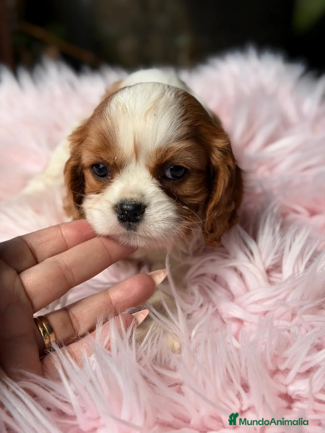 Cavalier King Charles Spaniel perros en venta: CAVALIER HEMBRA BLENHEIN DISPONIBLE - Anuncio 1