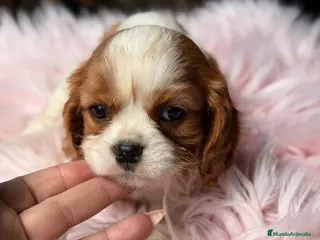 Cavalier King Charles Spaniel perros CAVALIER HEMBRA BLENHEIN DISPONIBLE - Anuncio 5