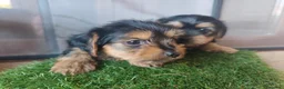 Yorkshire Terrier perros en venta: Cachorros Yorkshire terrier en Zaragoza - Anuncio 12