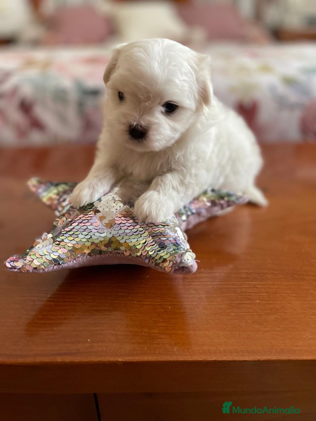 Bichón Maltés perros en venta: Bichon Maltés hembra y macho  - Imagen 8