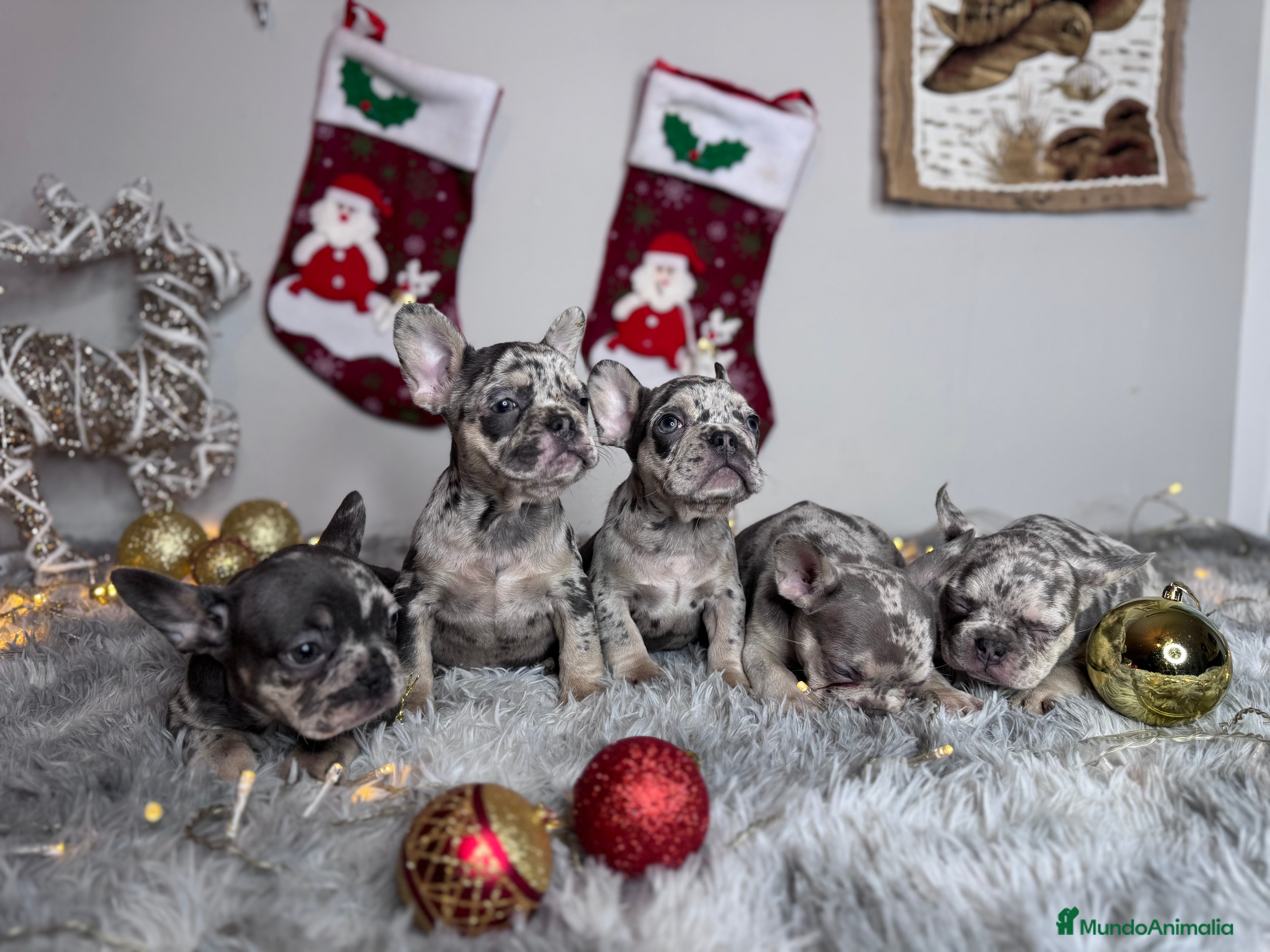 Bulldog Francés perros BULLDOG FRANCÉS// BELLEZA Y CALIDAD REAL - Anuncio 9