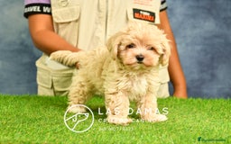 Maltipoo perros en venta: Cachorros de maltipoo disponibles.  - Imagen 6