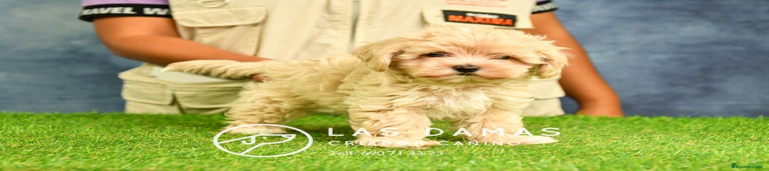 Maltipoo hembra 2