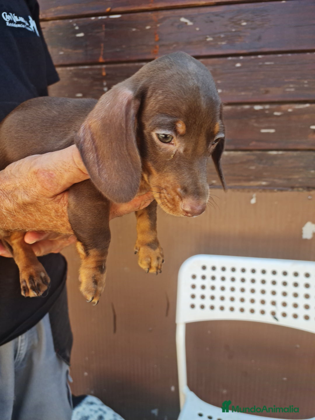 Teckel perros en venta: Teckel mini - Imagen 2