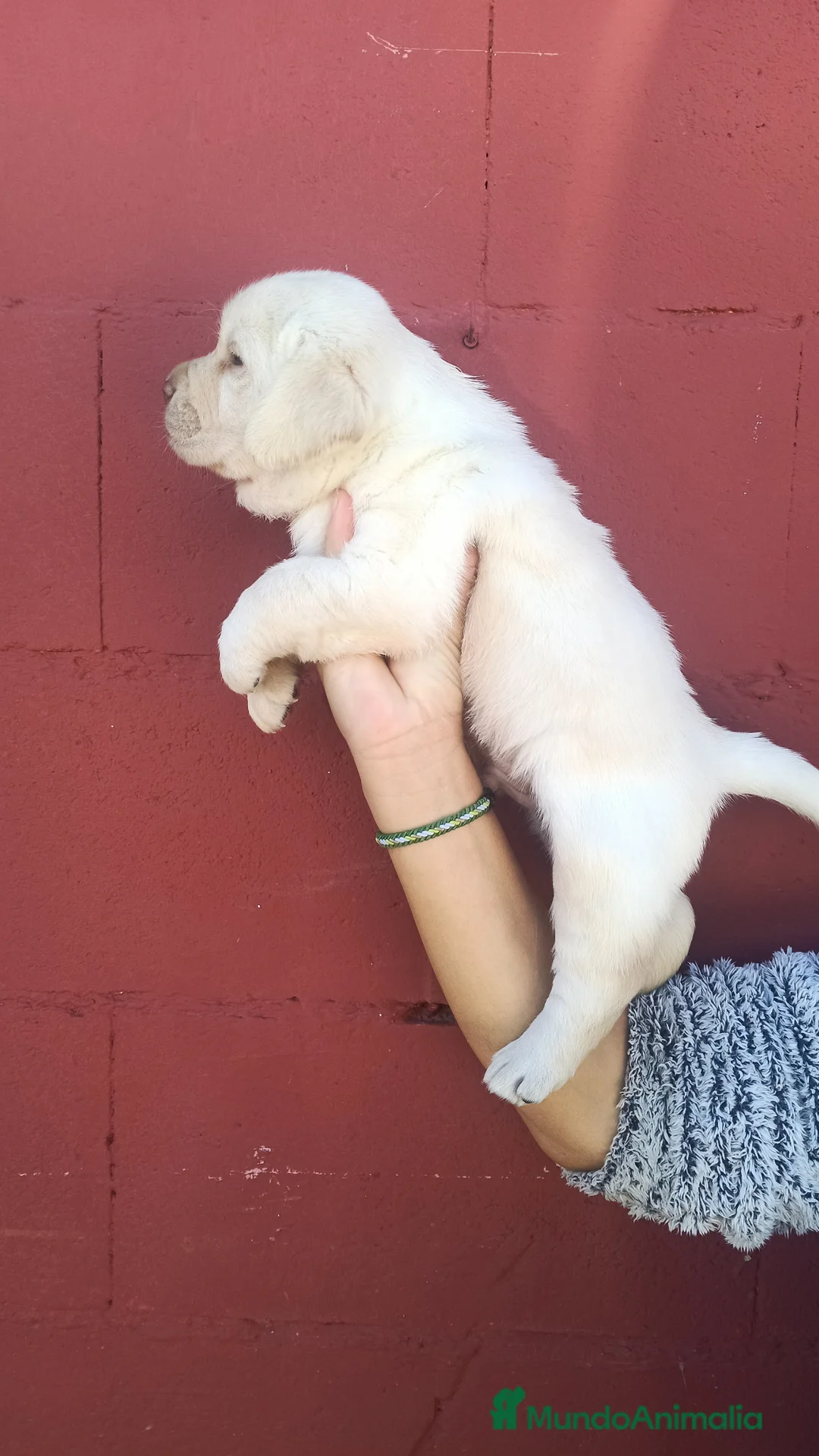 Labrador Retriever perros en venta: Labrador retriever dorado macho  - Anuncio 2