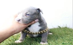 American Pit Bull Terrier perros en venta: American pitbull terrier unico en españa  - Imagen 12