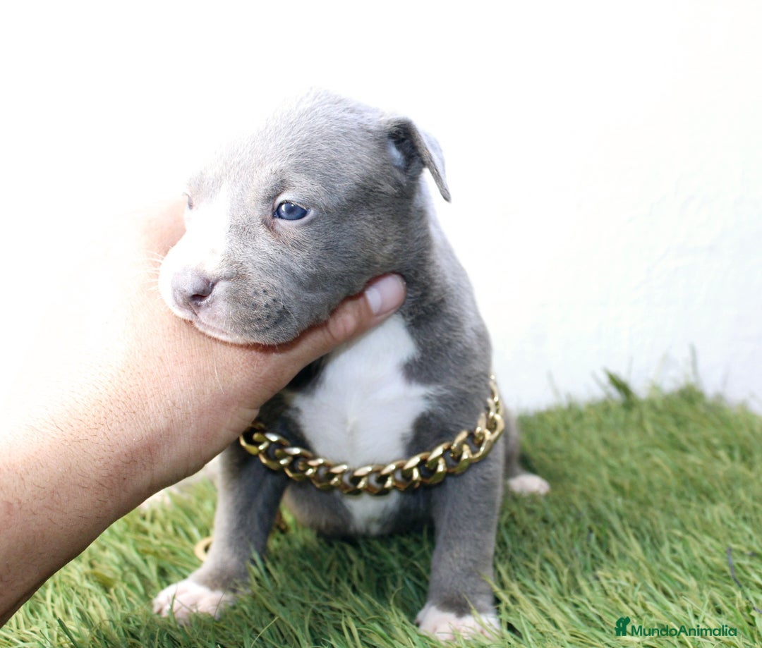 American Pit Bull Terrier perros en venta: American pitbull terrier unico en españa  - Imagen 12