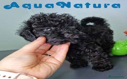 Caniche Toy perros en venta: Caniche Hembra CJMM 4165 AQUANATURA - Imagen 7
