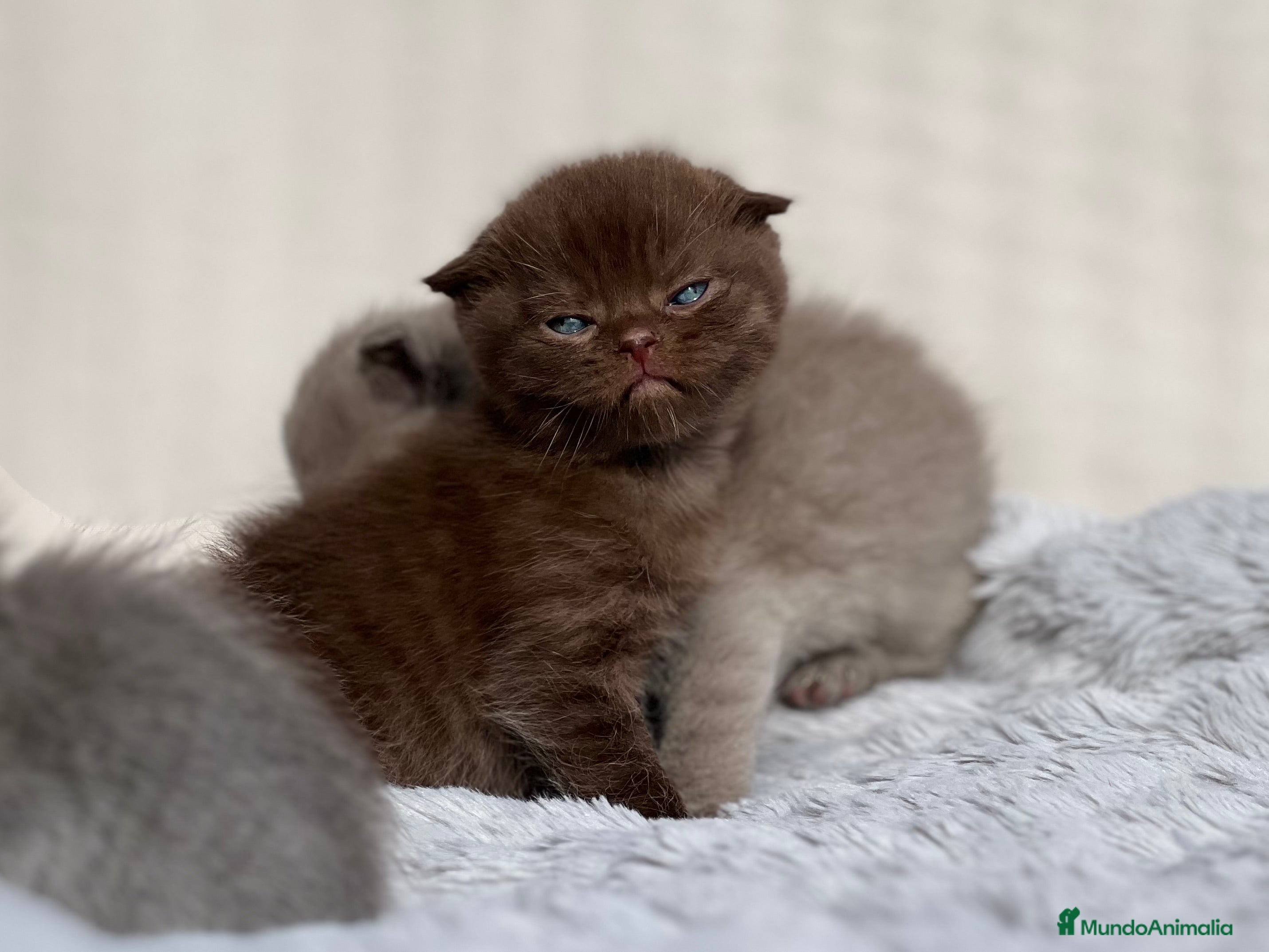Scottish Fold gatos ESPECTACULAR SCOTTISH FOLD CHOCOLATE CINNAMON - Anuncio 36