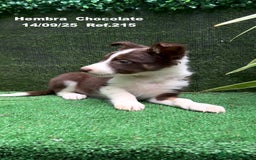 Border Collie perros en venta: Border Collie Chocolate - Imagen 14