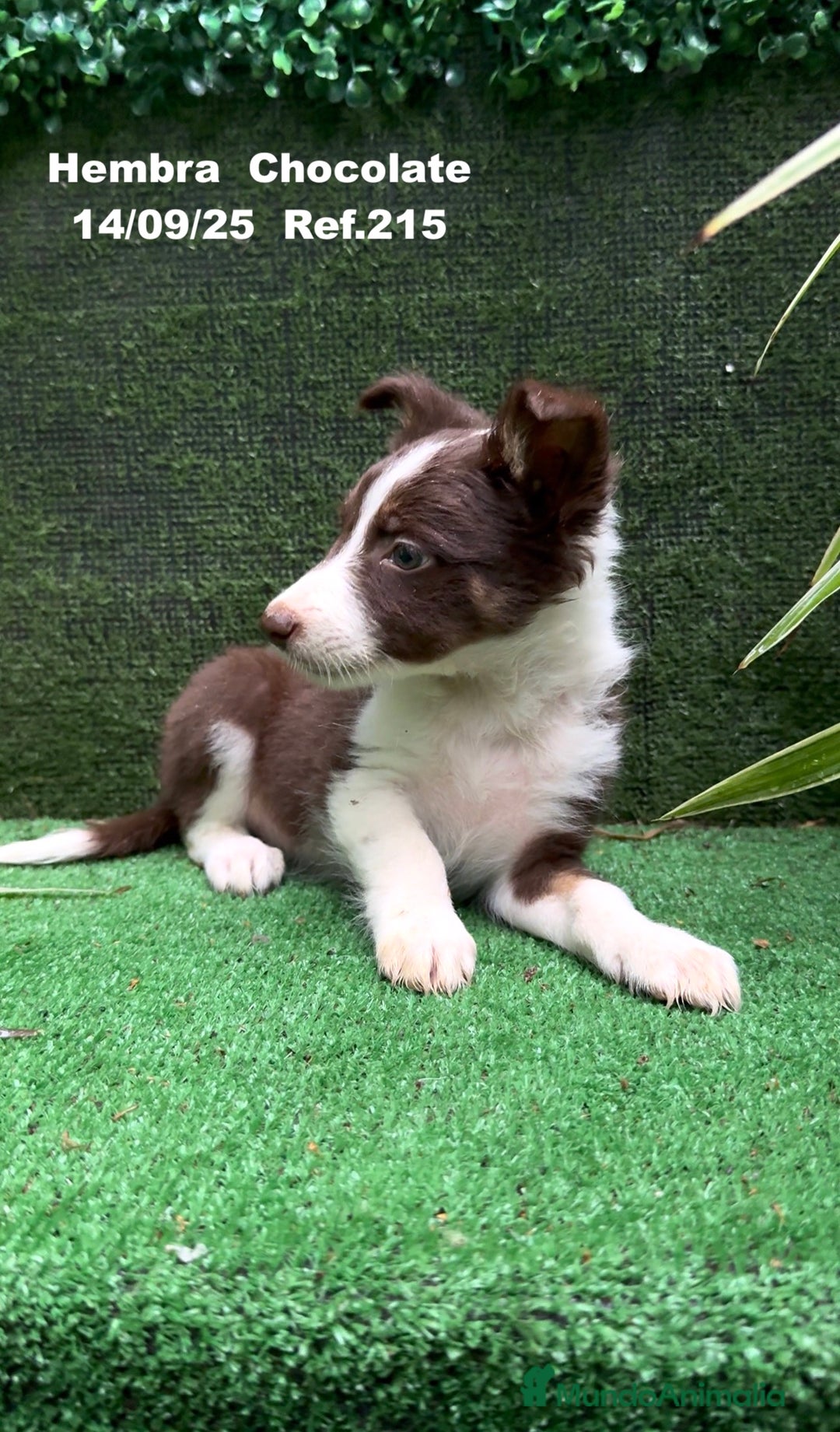 Border Collie perros en venta: Border Collie Chocolate - Imagen 14