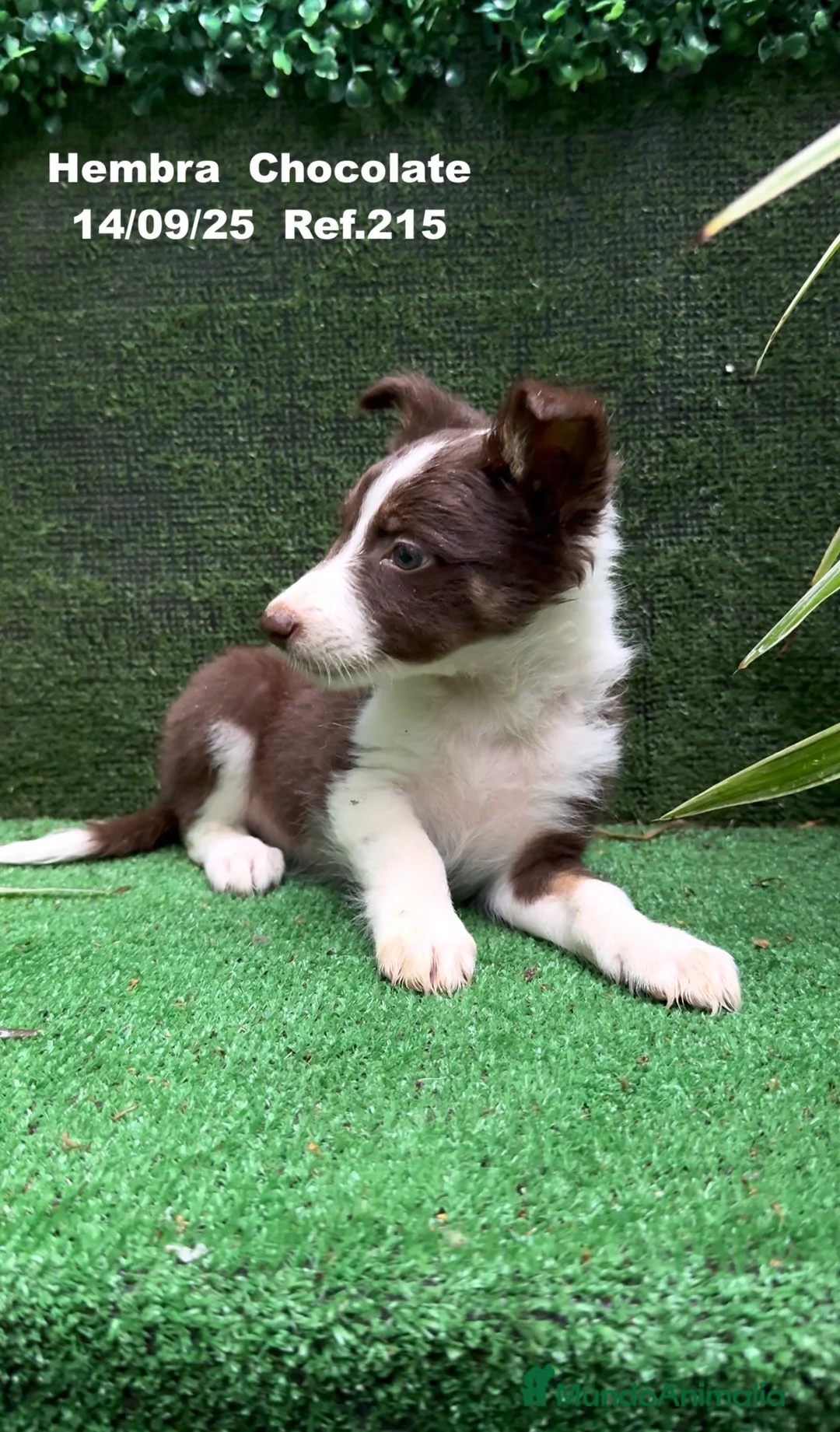 Border Collie perros en venta: Border Collie Chocolate - Anuncio 14